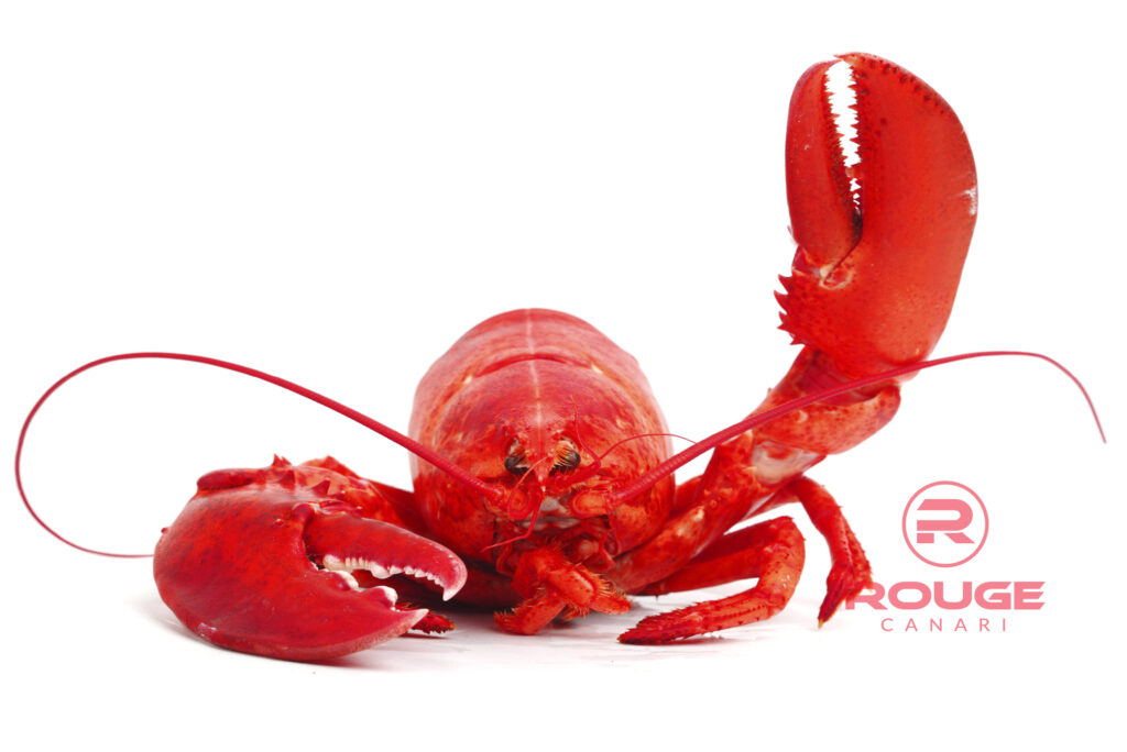 Vulnérable comme un homard